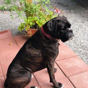 Meet your Posher, Ginger